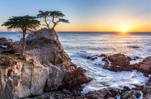 lone cypress tree.jpg