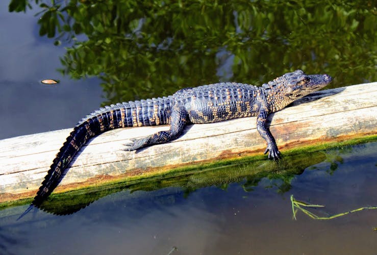 Everglades National Park nature walk & air boat ride