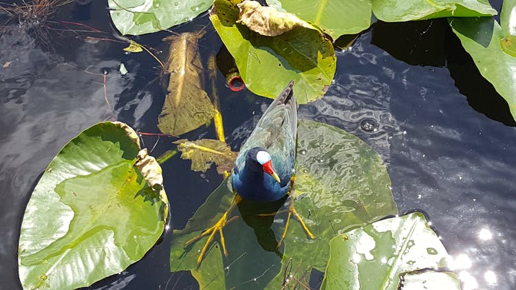 Everglades National Park nature walk & air boat ride