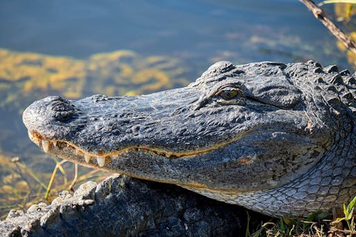 Everglades_DSF5529.jpg