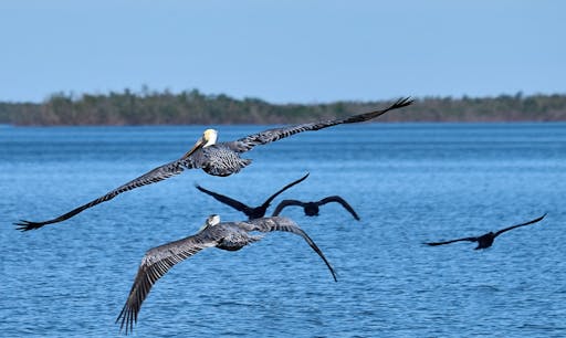 Everglades_DSF5715.jpg