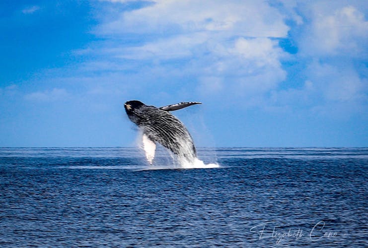 Discover Waikiki whale watching in Honolulu