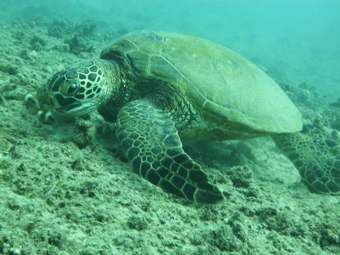 Waikiki turtle, snorkel and lunch