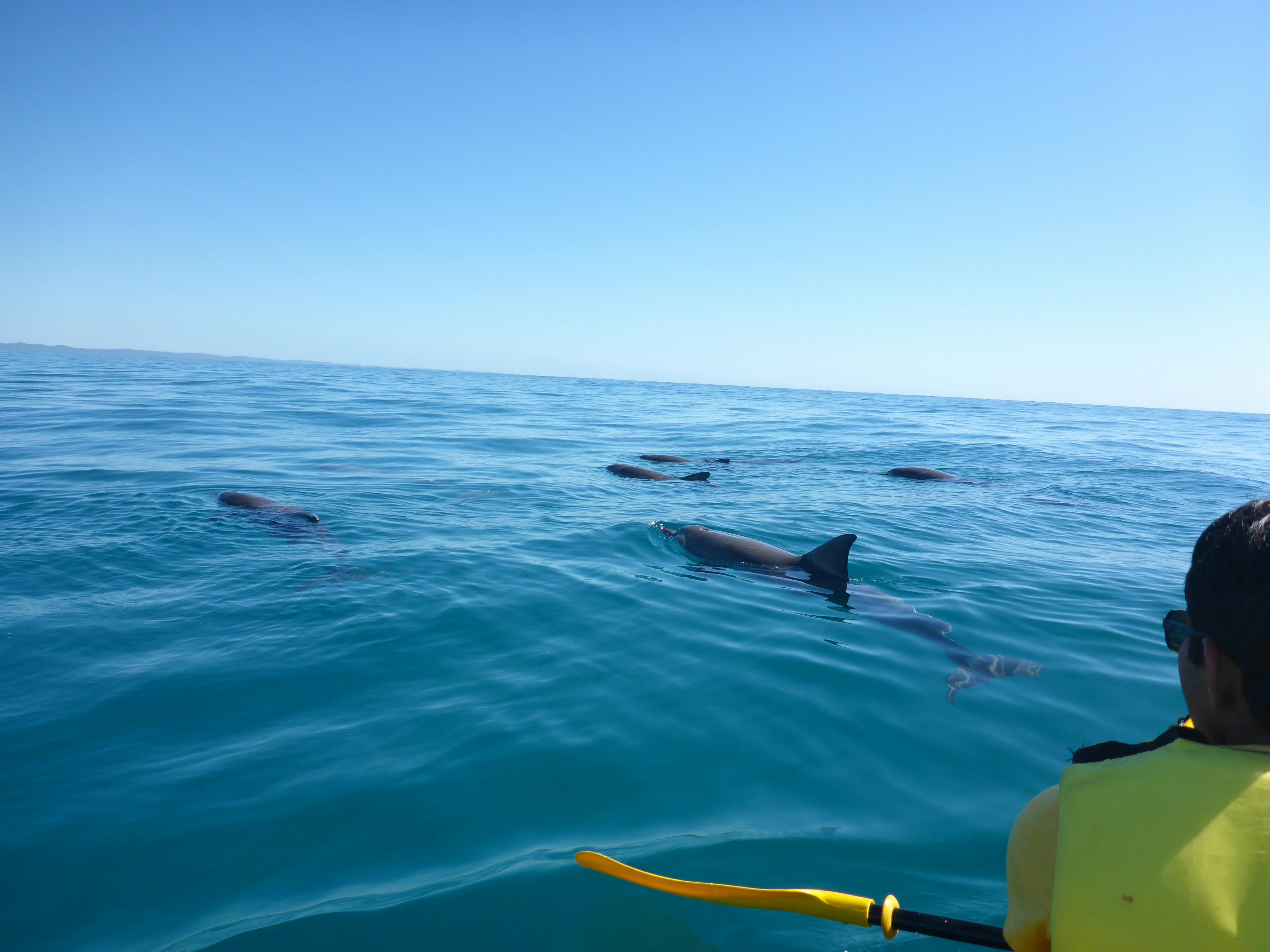 Dolphin View Kayaking Tour.JPG