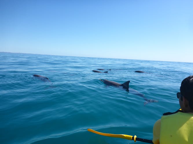 Noosa dolphin view sea kayak and beach 4X4 adventure day tour