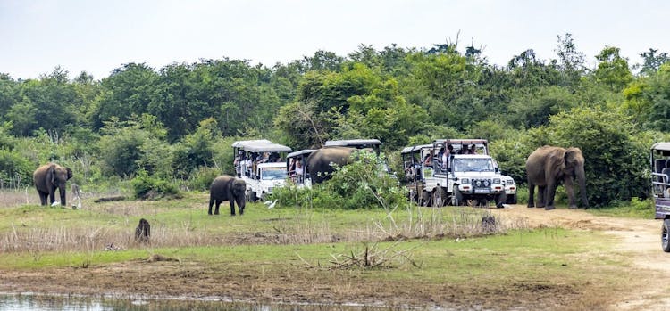 Udawalawe National Park private safari from Negombo region