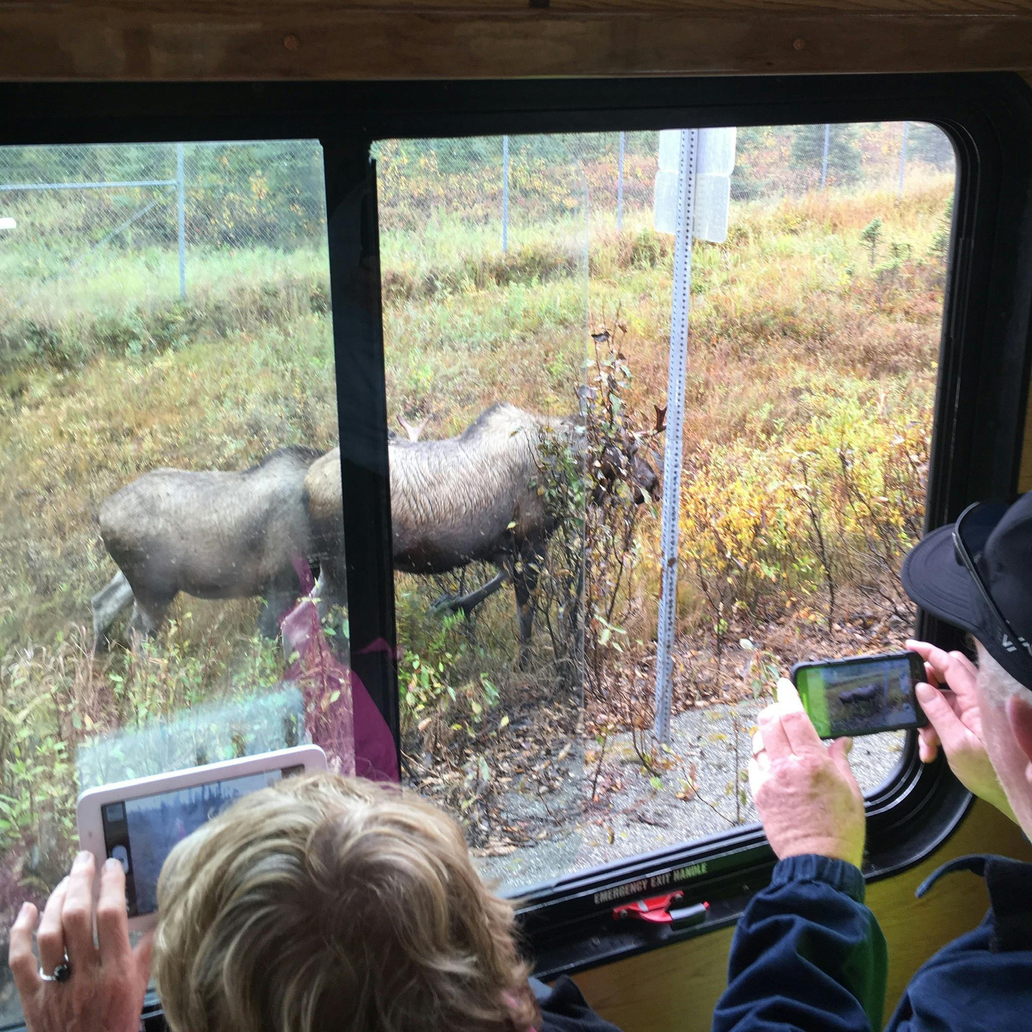 Anchorage trolley Guests photographing moose copy.JPG