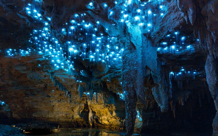 Auckland Waitomo Caves and Hobbiton movie set private tour