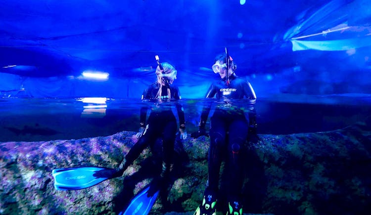 Snorkel with sharks guided experience in Perth