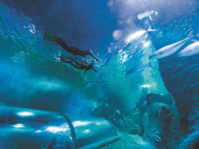 Snorkel with Sharks (1).jpg