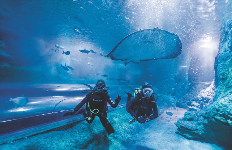 Dive with sharks guided experience in Perth