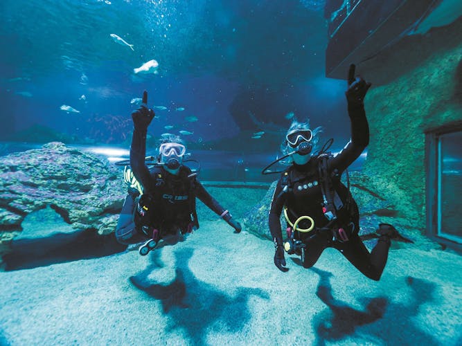 Dive with sharks guided experience in Perth