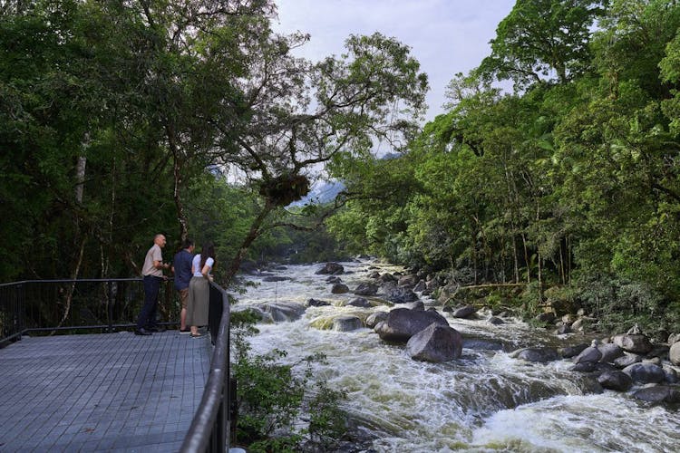 Full-day Daintree and Aboriginal art and culture tour