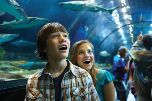 Shark Encounter Tunnel_tweens_T5D3295.png