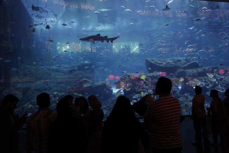 Dubai Aquarium and Underwater Zoo general admission ticket