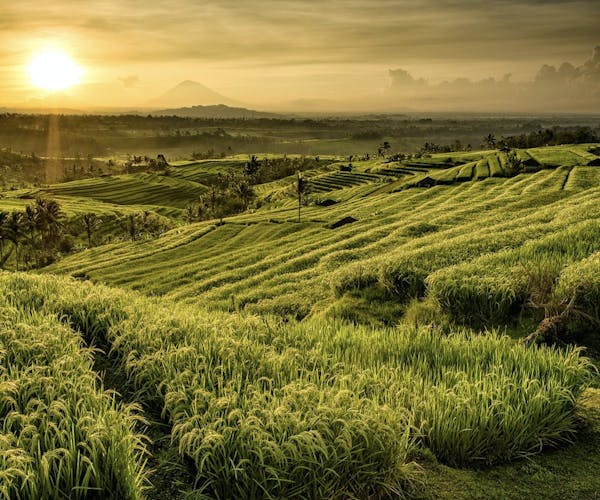 Best of Ubud private day tour