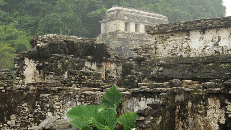 Palenque Mayan Ruins, Misol-Ha and Agua Azul Waterfalls full-day trip from Palenque