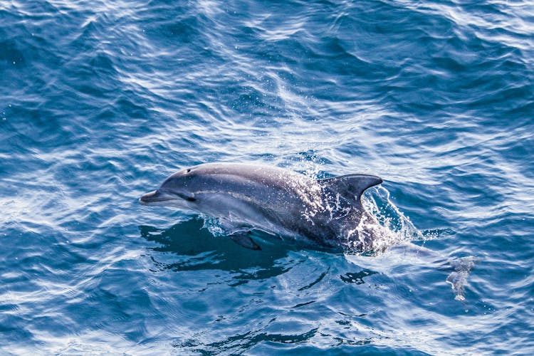 Moreton Bay Marine Park snorkeling tour from Rivergate Marina