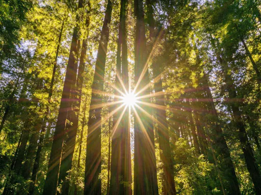 San Francisco city and Muir Woods tour 3.jpg