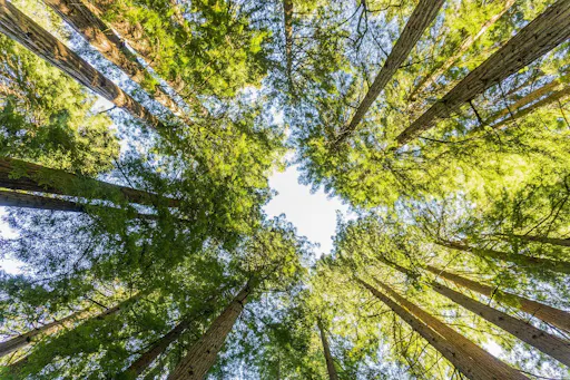 San Francisco city and Muir Woods tour 4.jpg