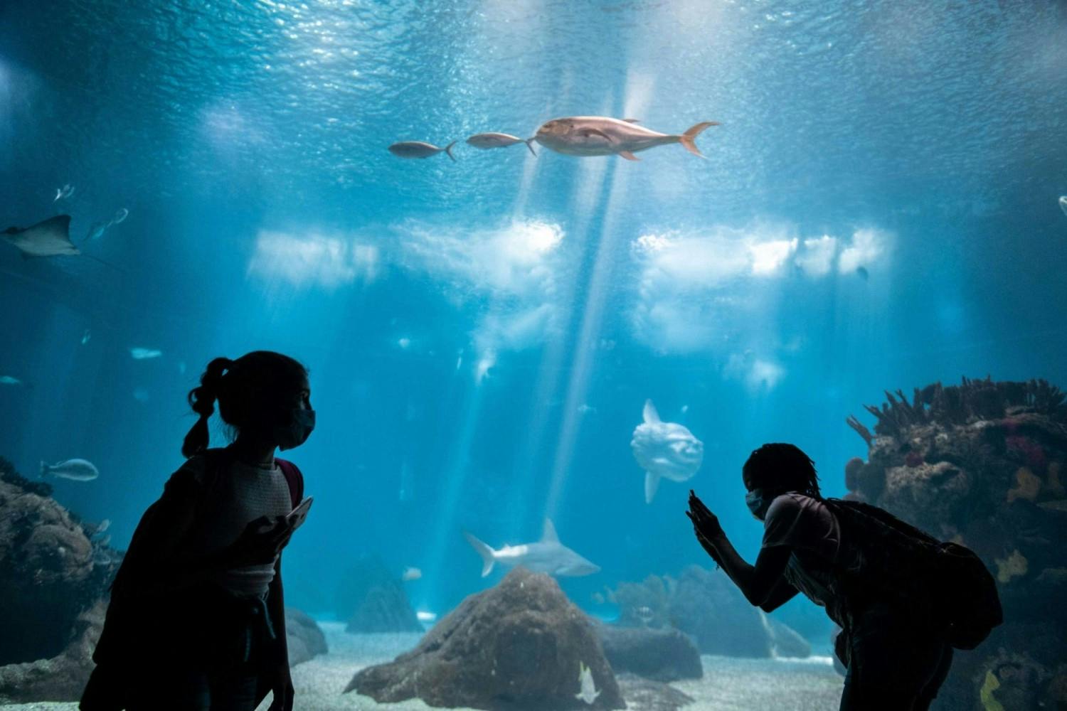 Lisbon Oceanarium.jpg