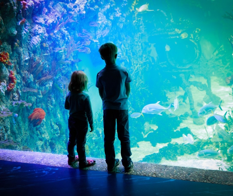 Discover kid-friendly activities in Atlanta | musement