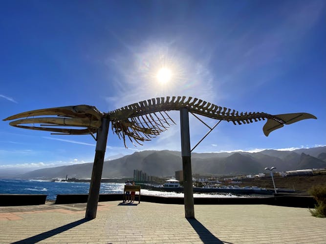 EGC_Pia Korhonen_Masca, Teno and Rural Tenerife Tour, Los Silos Whale.jpg
