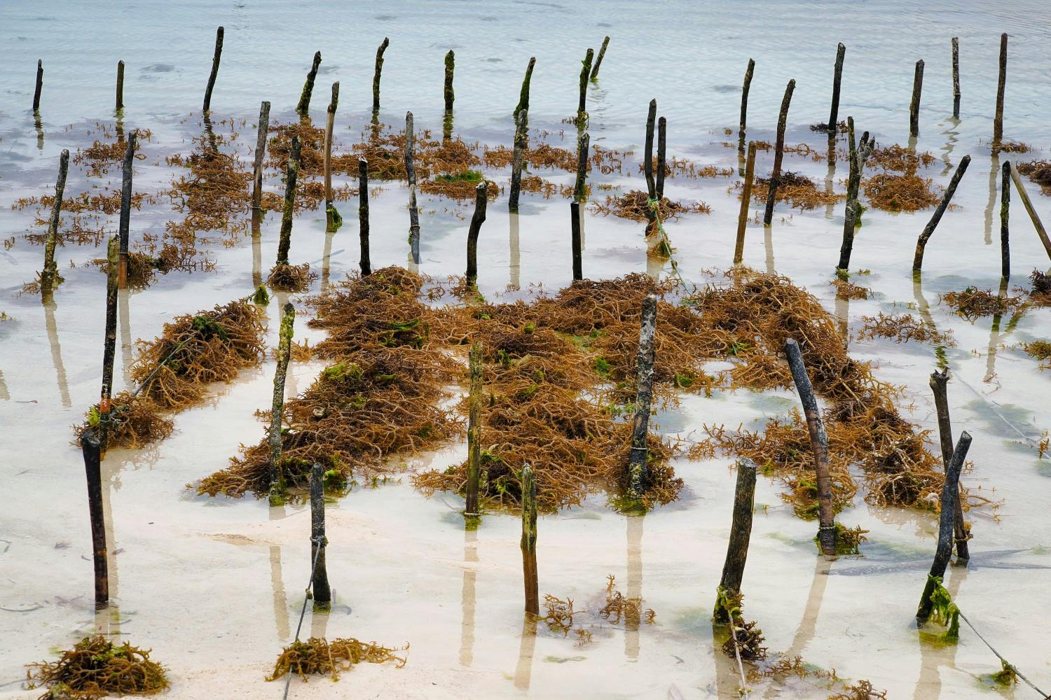 2. Seaweed plantation_GettyImages-2148477291.jpg