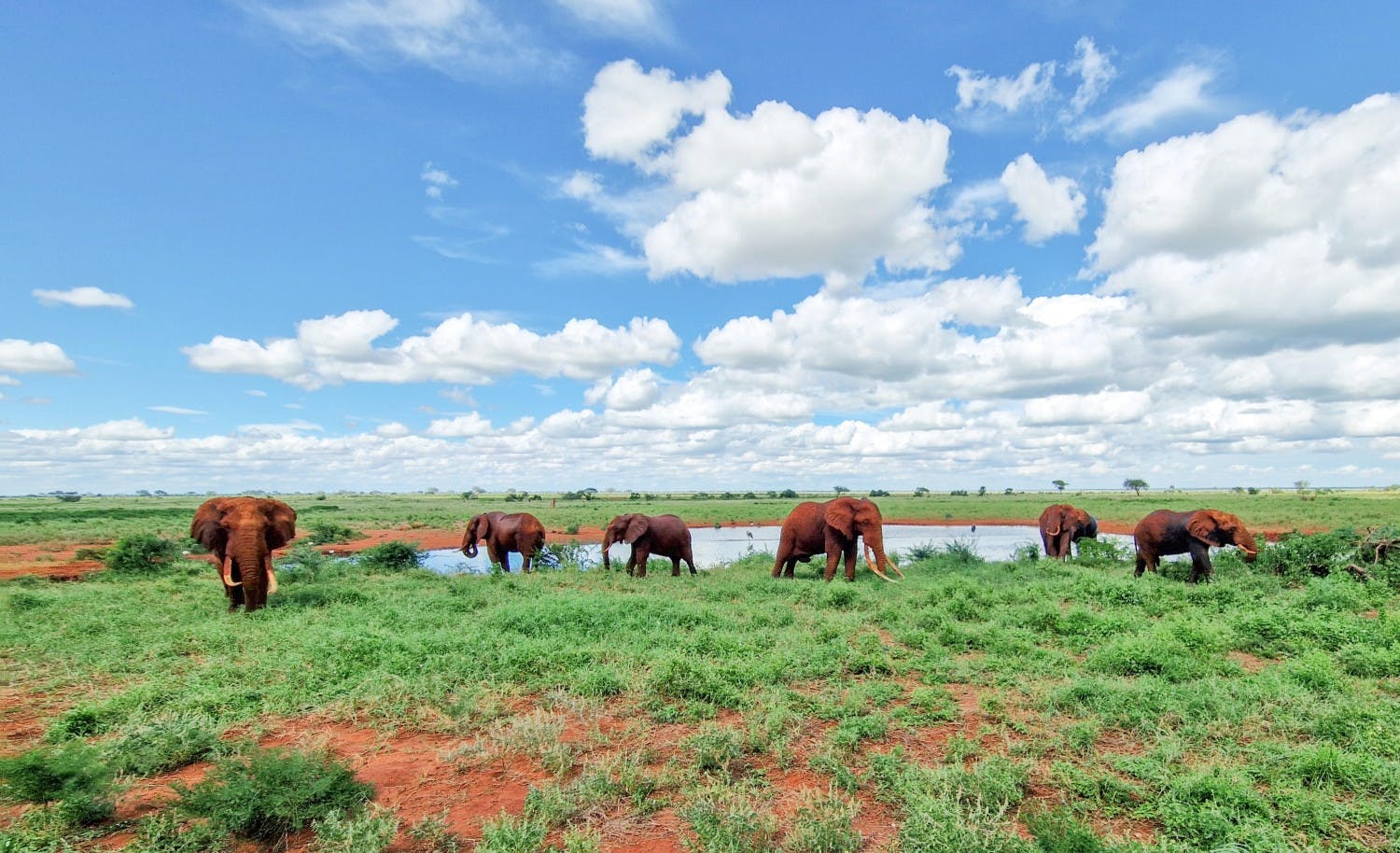 EGC_Matthew_May_Kenya__Tsavo_West,_Elephants_01_JPG.jpg