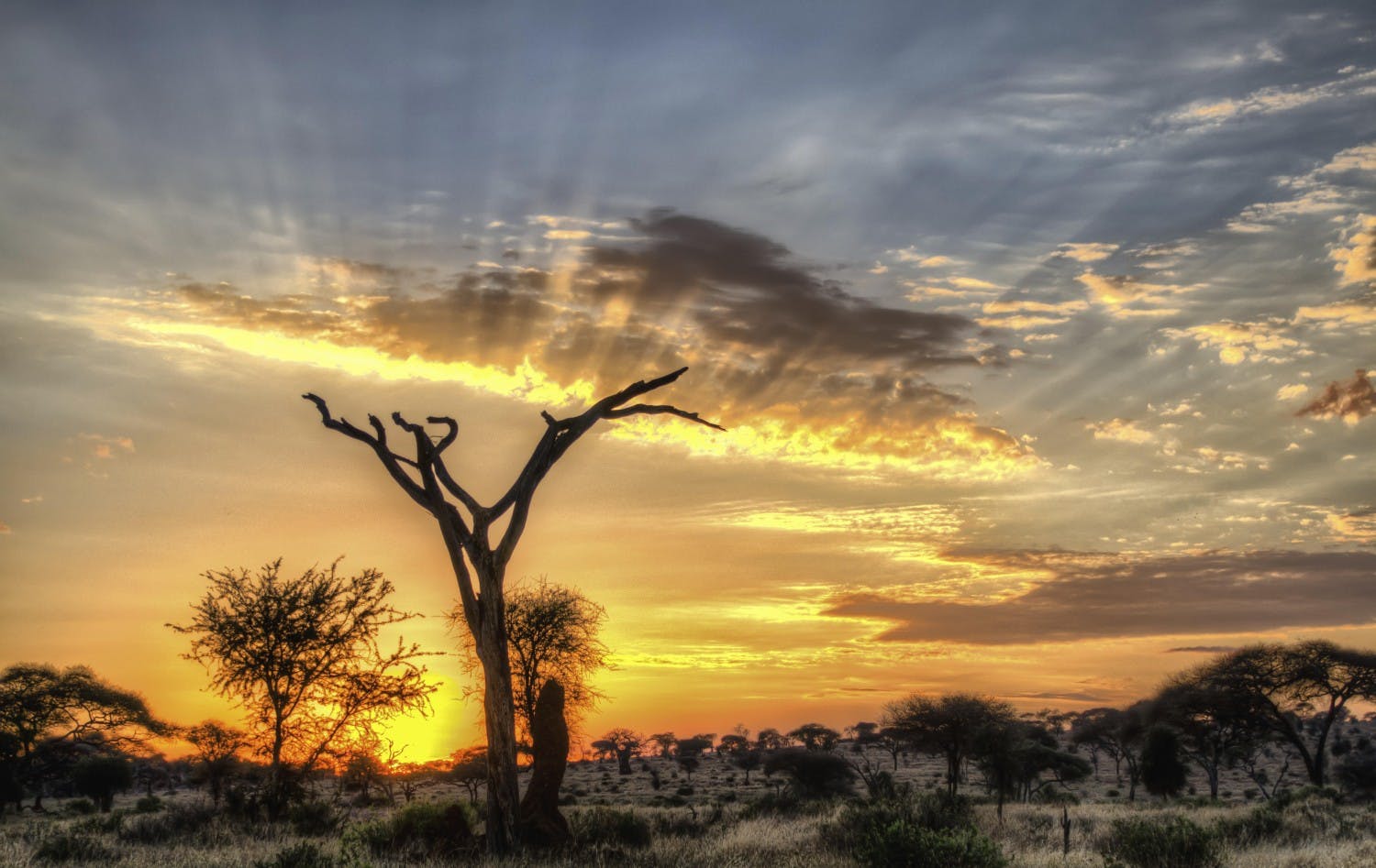 iStock_000062491970_Full_JPG.jpg