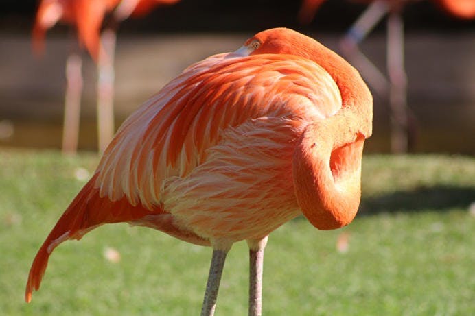 EGC_Anne_Laetgaard_Spain_Tenerife_Loro_Parque,_Flamingo_JPG.jpg