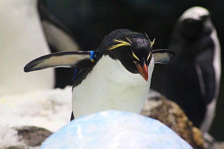 EGC_Anne_Laetgaard_Spain_Tenerife_Loro_Parque,_Penguin_JPG.jpg