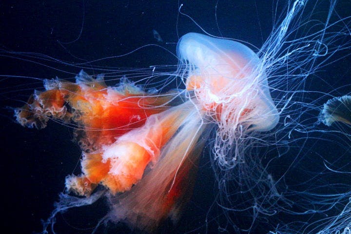 EGC_Anne_Laetgaard_Spain_Tenerife_Loro_Parque,_Jellyfish_JPG.jpg