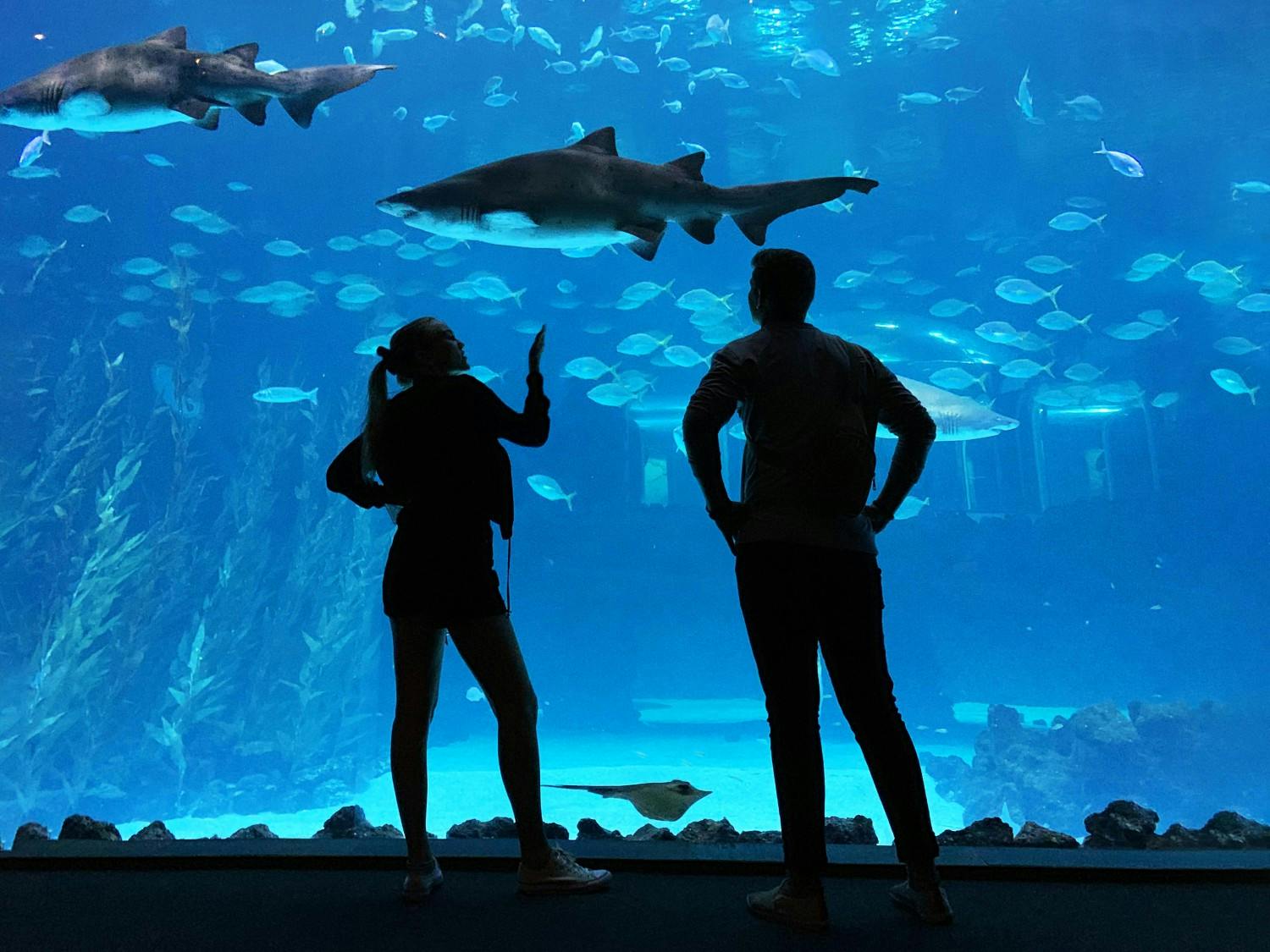 EGC_Ella_Boman_Spain_Gran_Canaria_Poema_del_Mar_Aquarium_02_JPG.jpg