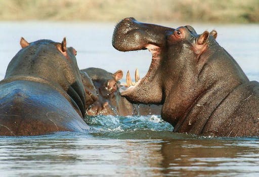 ACC_948295_Africa_Safari_Nyerere_Image_20_JPG.jpg
