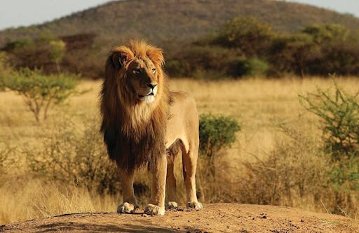 ACC_948297_Africa_Safari_Nyerere_Image_18_JPG.jpg