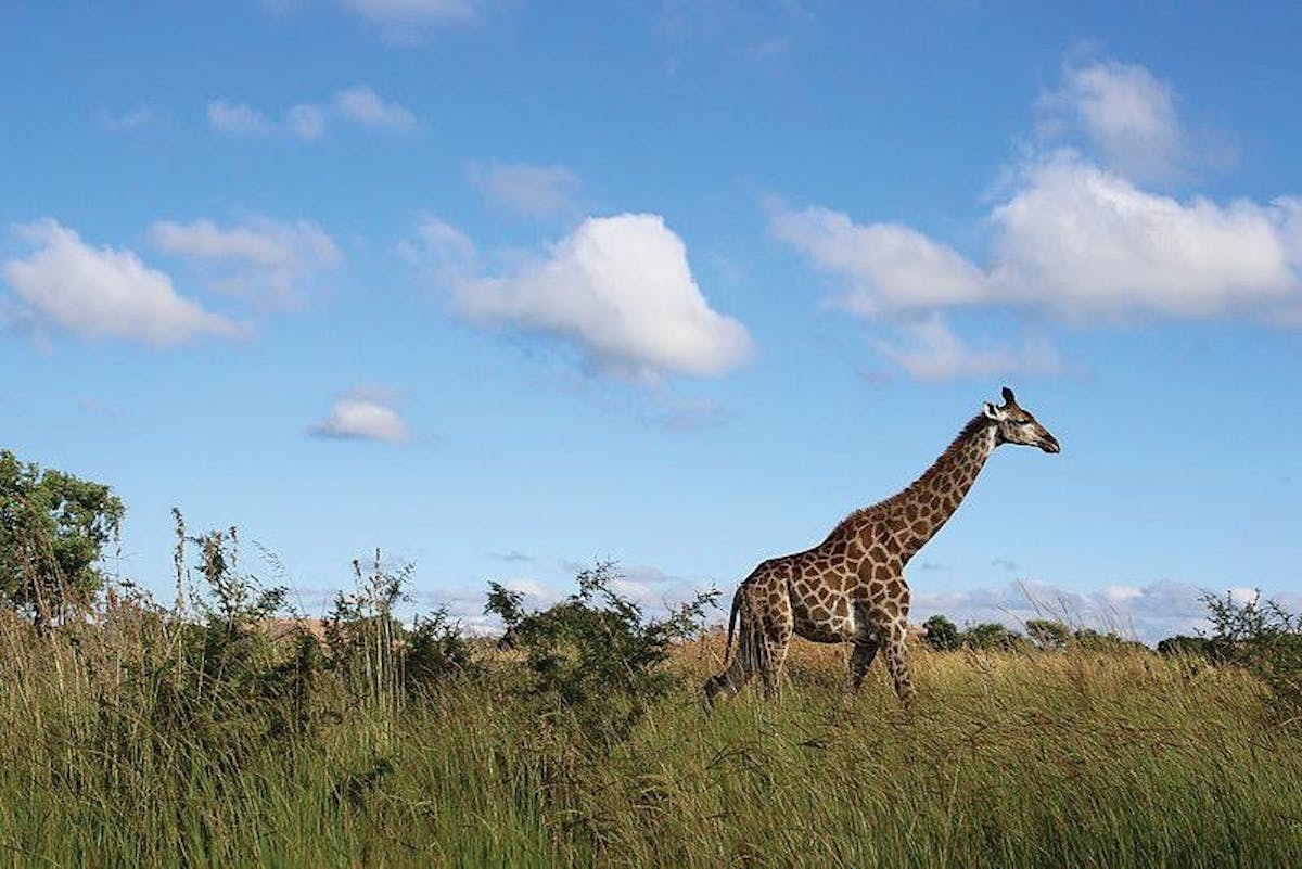 ACC_948298_Africa_Safari-Nyerere_image_19_JPG.jpg
