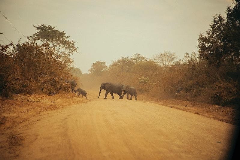 ACC_948294_Africa_Safari_Nyerere__Image_11_JPG.jpg