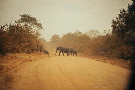ACC_948294_Africa_Safari_Nyerere__Image_11_JPG.jpg