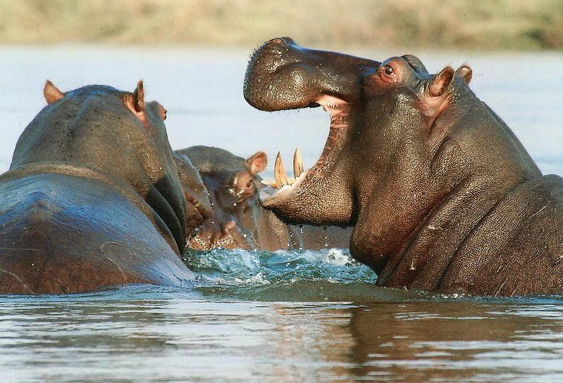 ACC_948295_Africa_Safari_Nyerere_Image_20_JPG.jpg