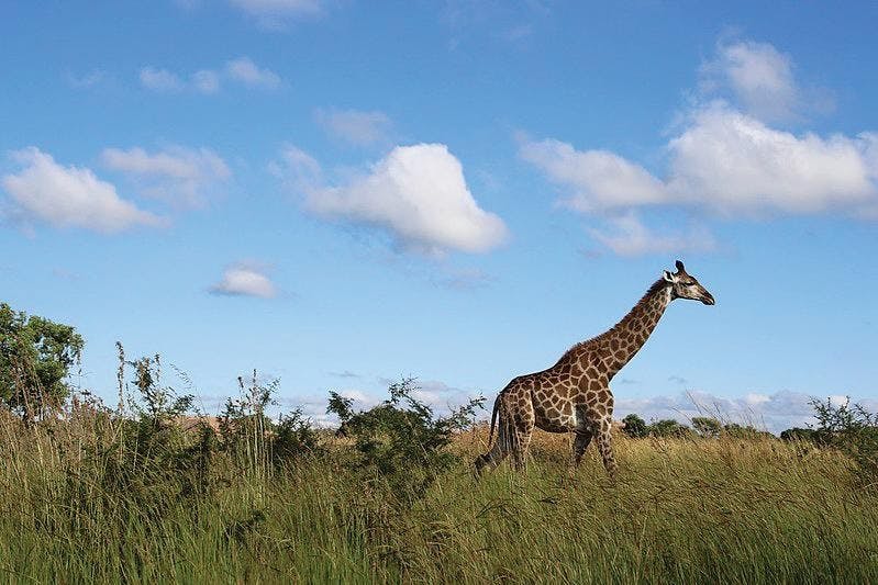 ACC_948298_Africa_Safari-Nyerere_image_19_JPG.jpg