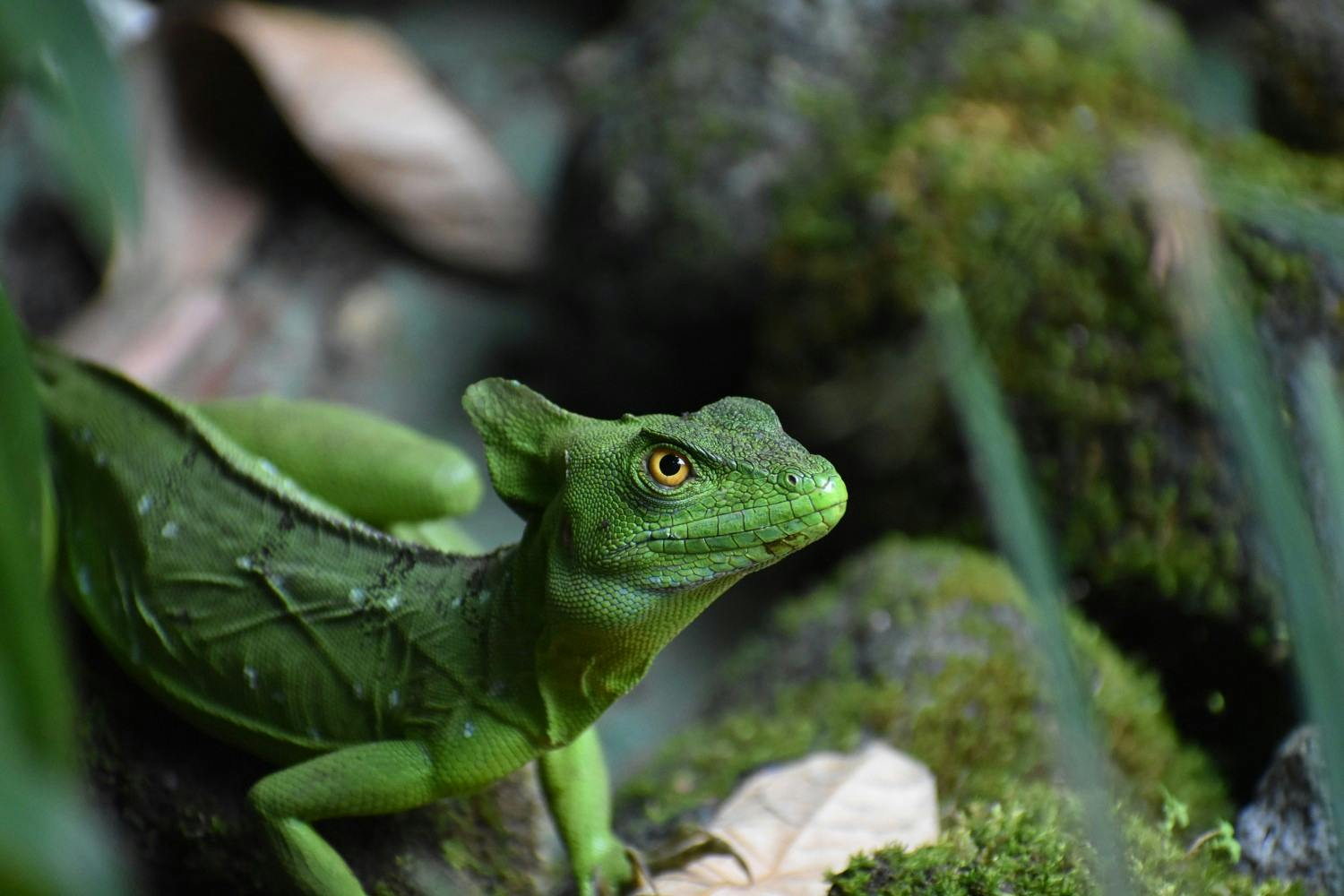 EGC_James_Castell-Webb_Costa_Rica_Jesus_Christ_Lizard.jpg