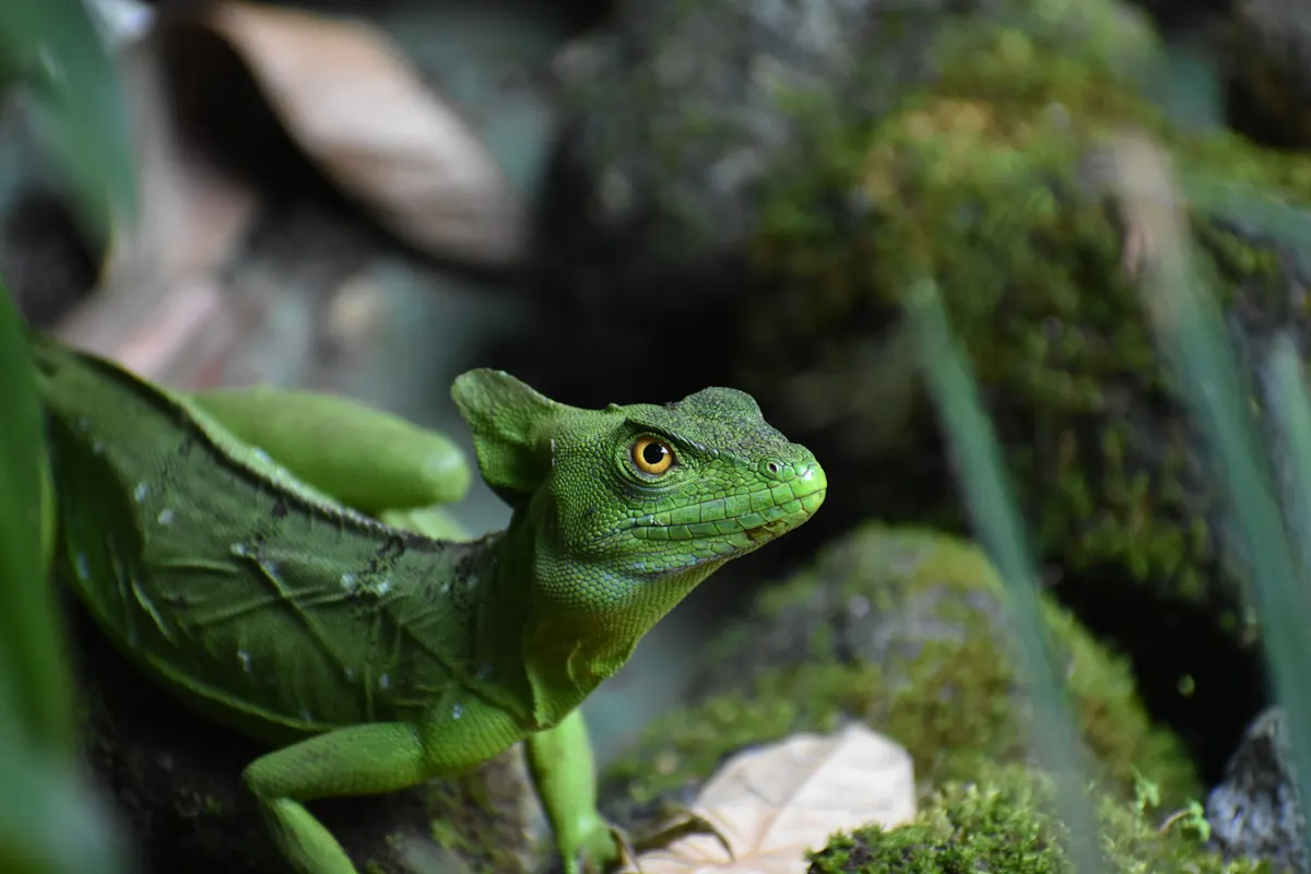 EGC_James_Castell-Webb_Costa_Rica_Jesus_Christ_Lizard.jpg
