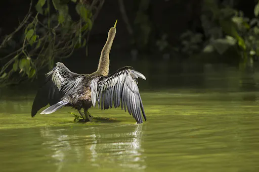 EGC_Roger_Perez_Costa_Rica_Nature_and_Wildlife_63.jpg