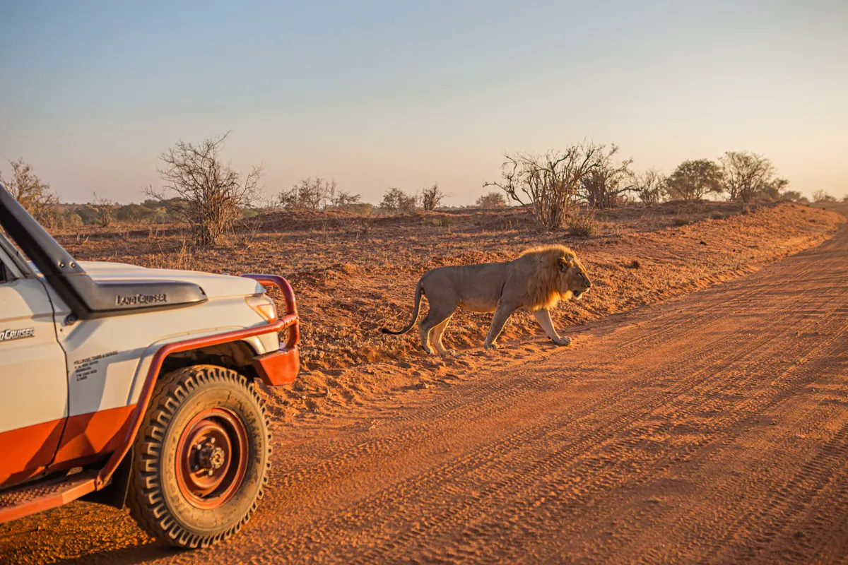 EGC_PDF_Magdalena_Zimnik_Kenya_Safari,_Lion.jpg