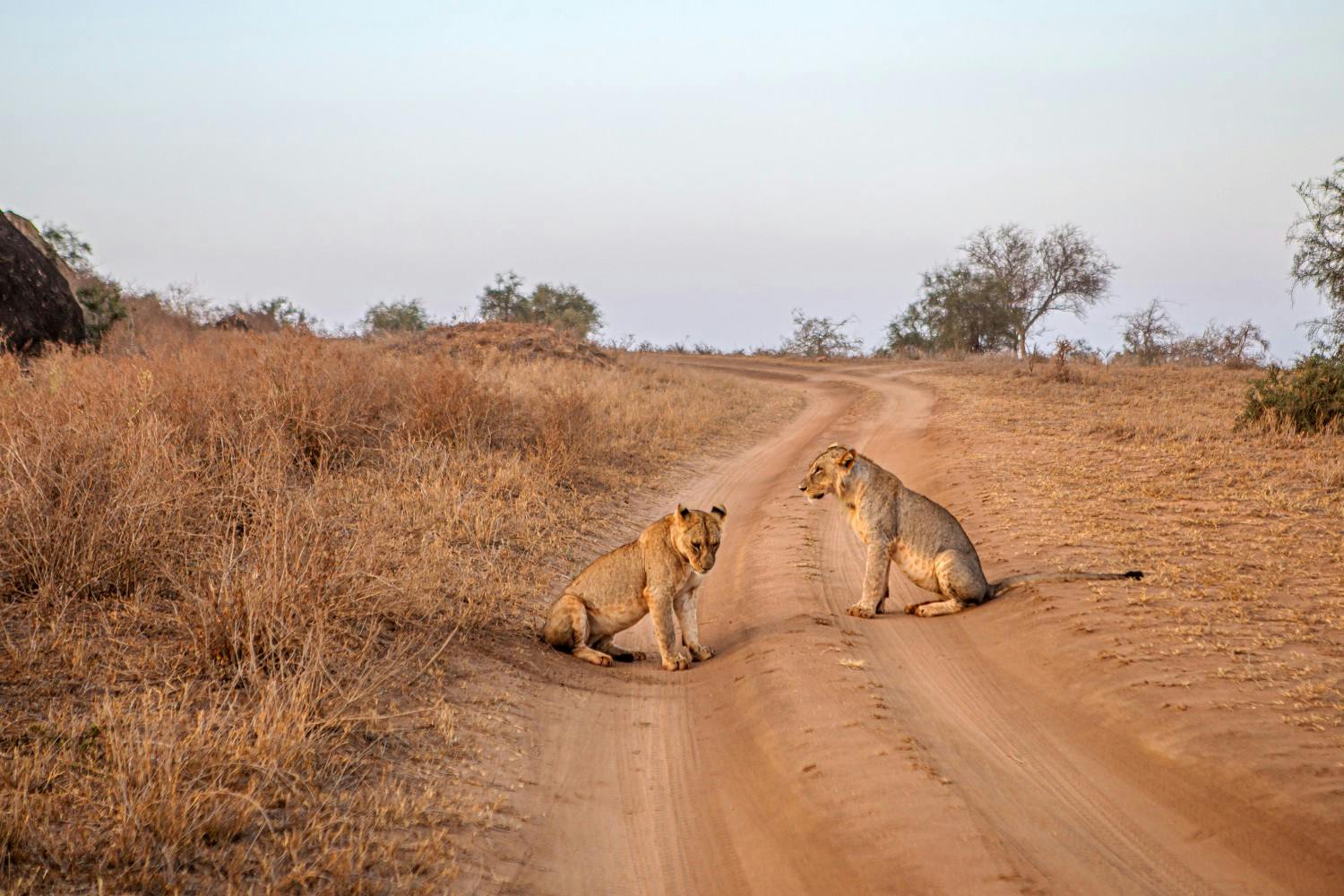 EGC_PDF_Magdalena_Zimnik_Kenya_Safari,_Lions.jpg