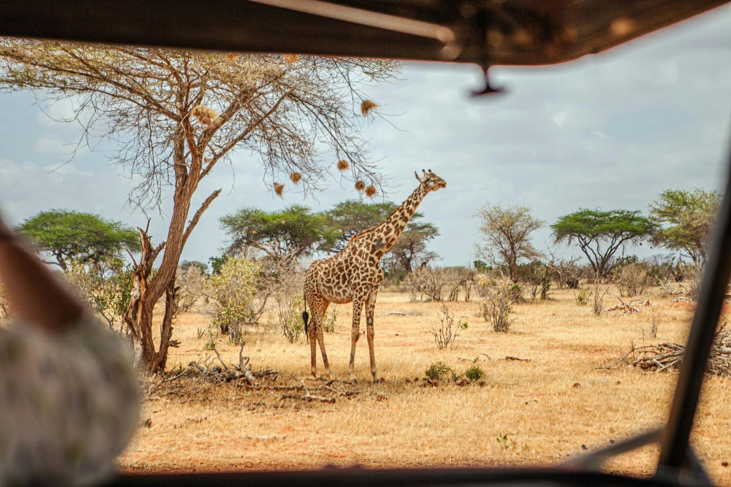 EGC_PDF_Magdalena_Zimnik_Kenya_Safari,_View_tower.jpg