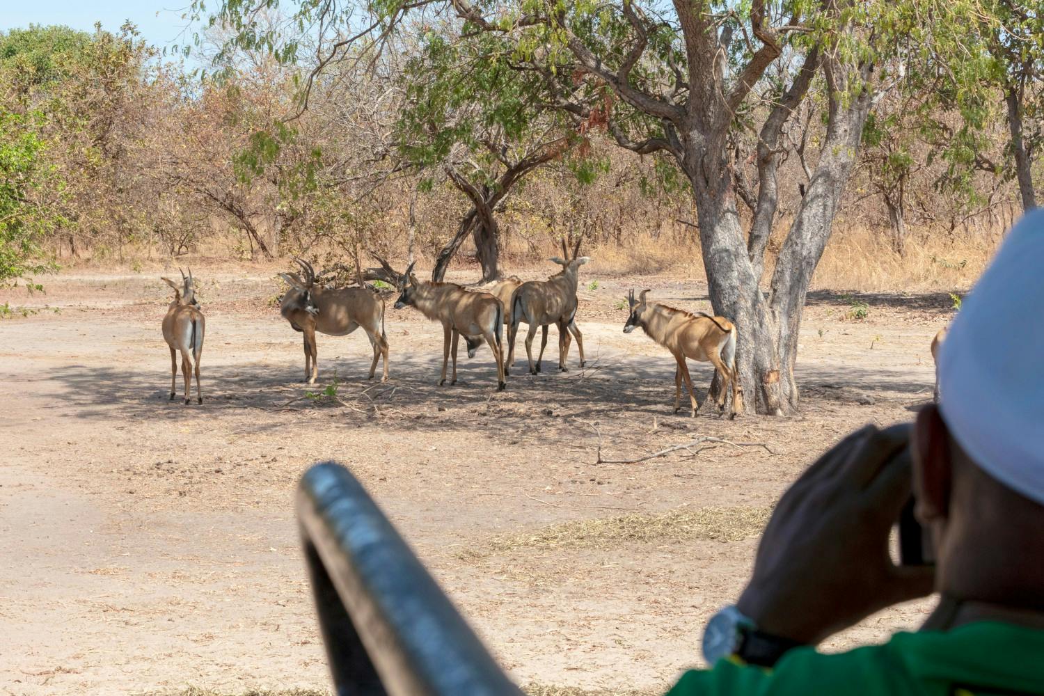 The-Gambia_Banjul_Fathala-Wildlife-Reserve_01.jpg