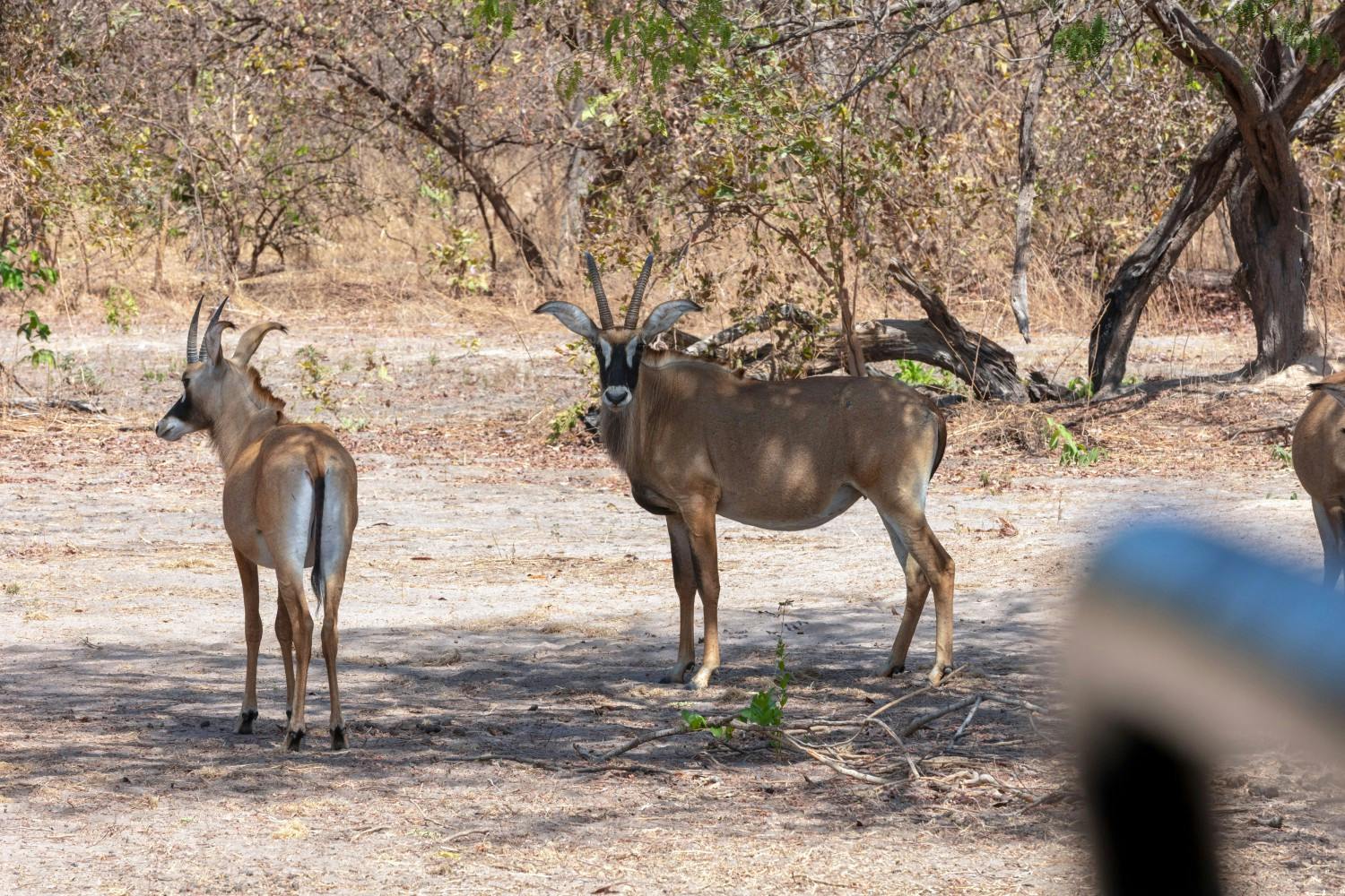 The-Gambia_Banjul_Fathala-Wildlife-Reserve_02.jpg