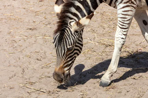 The-Gambia_Banjul_Fathala-Wildlife-Reserve_04.jpg